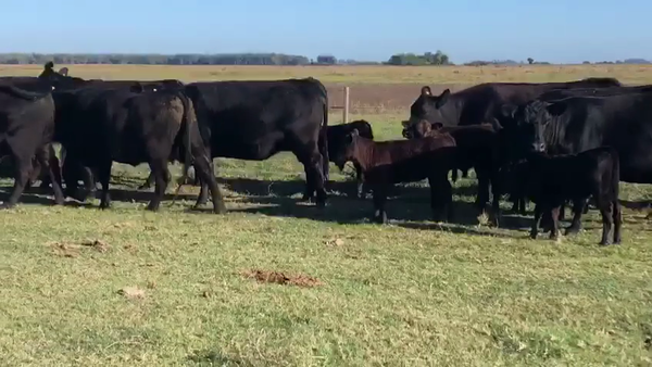Lote 14 Vacas nuevas C/ cria en Azul, Buenos Aires