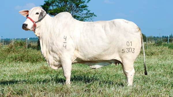 Lote LOTE 46