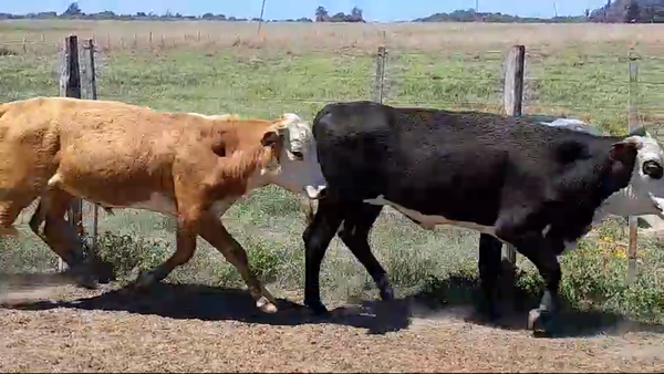 Lote 115 Terneros/as