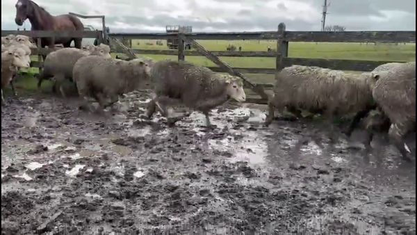 Lote BORREGAS Y OVEJAS ENCARNERADAS