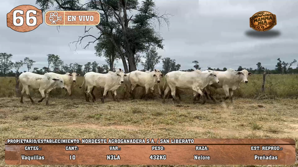 Lote LOTE 66 -EN VIVO