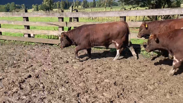 Lote 18 Ternero en XI Región Aysén, Cisnes