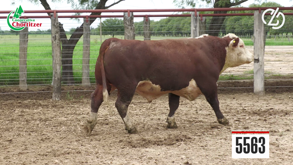 Lote Hereford