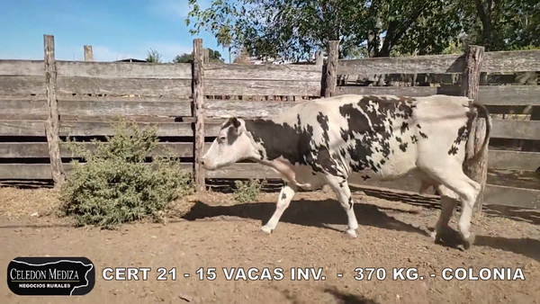 Lote 15 Vacas de Invernada en Colonia