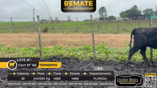 Lote 28 Terneras en Florida