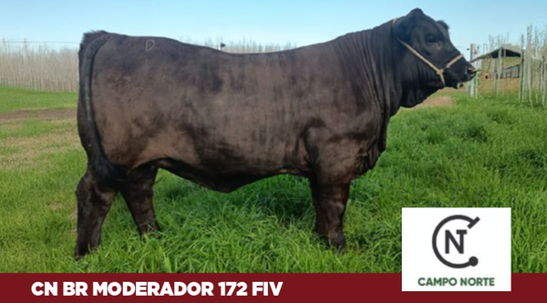 Lote Campo Norte