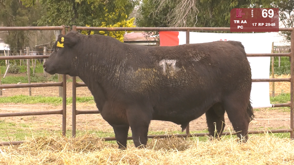 17 2948 — TOROS ANGUS NEGROS  PC