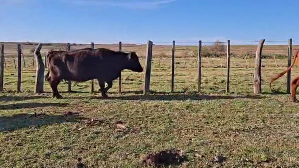 Lote VACAS PREÑADAS