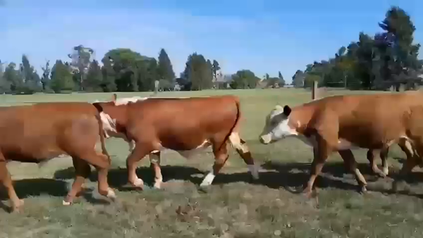 Lote 85 Terneros en Corrientes, Curuzú-Cuatiá