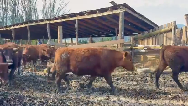 Lote 50 Novillo Engorda en VI Región O-Higgins, Doñihue