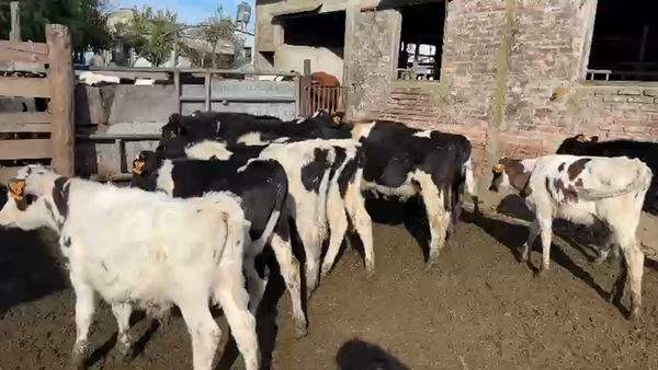 Lote 19 Terneros Holando y Jersey en Pachina