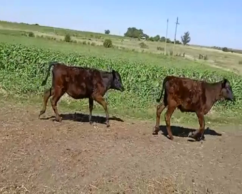 Lote (Vendido)4 Terneros ANGUS Y PAMPA 130kg -  en RUTA 45