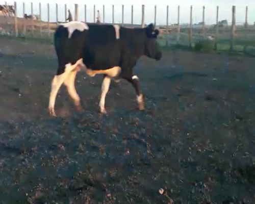 Lote Novillos HOLANDO 470kg - , San José