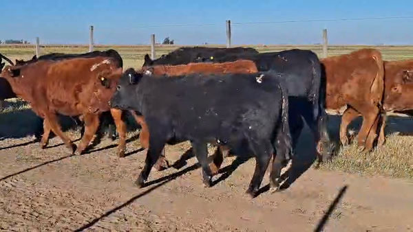 Lote 110 Terneros en Villa María, Córdoba
