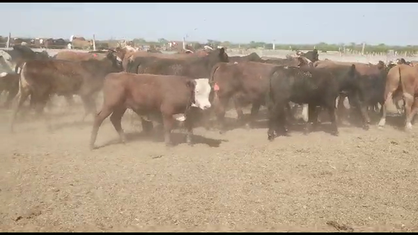 Lote 130 Terneros en La Banda, Santiago del Estero