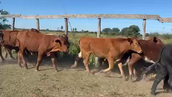 Lote 85 Novillitos en Pirané, Formosa