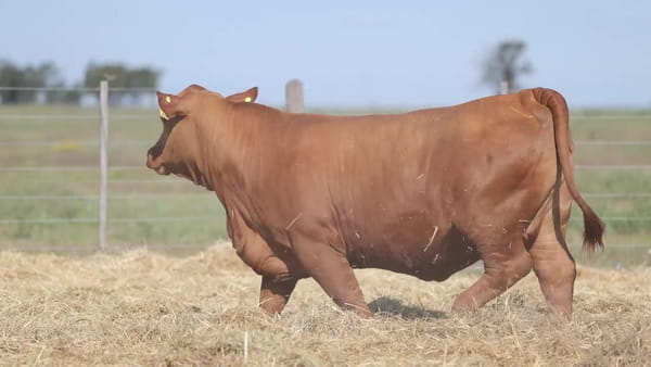 Lote Vaquillonas Brangus PREMIUN - Preñadas - Cabaña Los Guasunchos