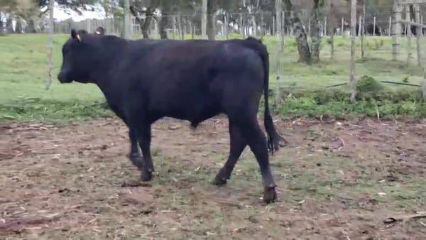 Lote Toros 400kg - , San José