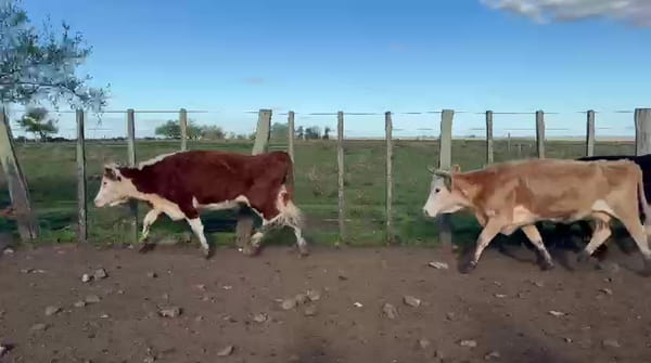 Lote PIEZAS DE CRIA