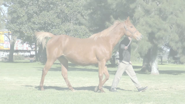 Lote EMBROMA (LIZARD ISLAND -  EMBRASABLE)  Preñez por  PNEUMATIC