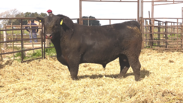 Lote TOROS ANGUS  PP