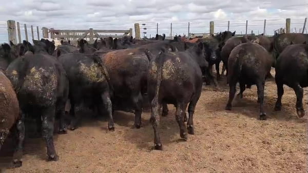 Lote NOV Faena - Huinca Renancó Cba