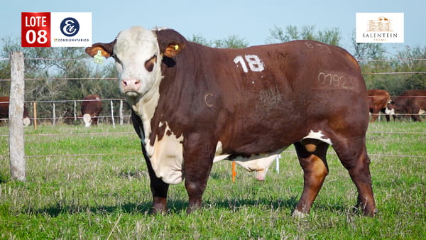 Lote LOTE 8 - TORO BRAFORD NO. 18