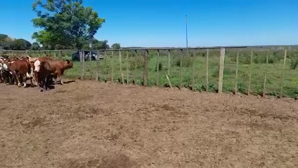 Lote 92 Terneros/as en Loreto, Corrientes