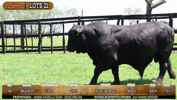 Lote LOTE 21