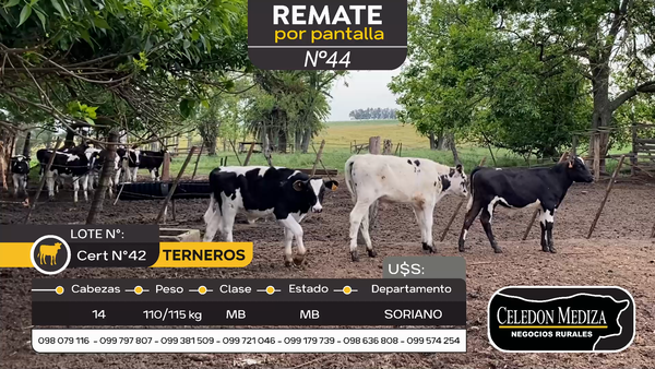 Lote 14 Terneros en José Enrique Rodó, Soriano