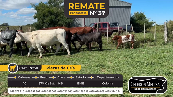 Lote 10 Piezas de cría en Riachuelo, Colonia