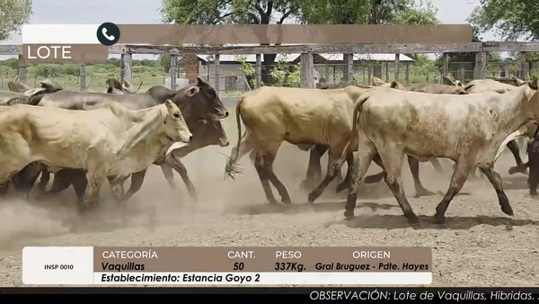 Lote VAQUILLAS CBO 4