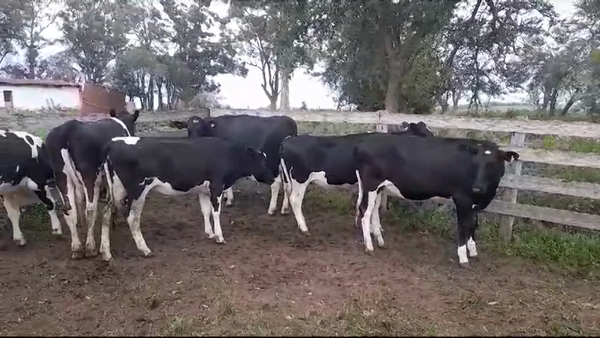 Lote (Vendido)6 Vaquillonas holando HOLANDO 330kg -  en SAN PEDRO