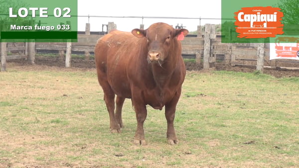 Lote TORO PC ANGUS COLORADO - 033