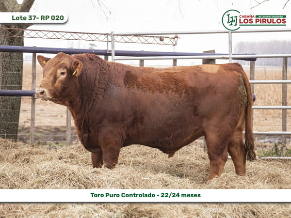 Lote TOROS PUROS CONTROLADOS - 22/24 meses