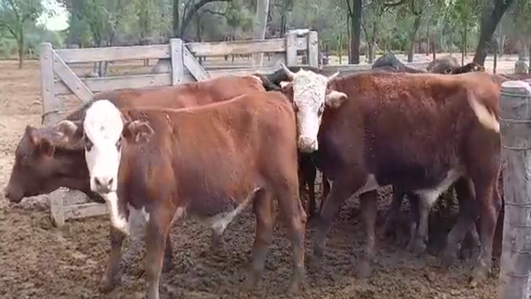 Lote 325 Novillitos en J.J. Castelli, Chaco