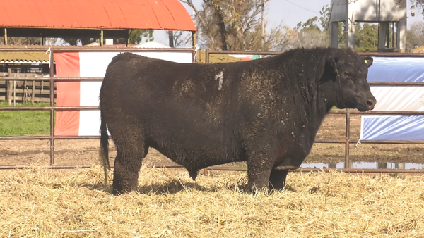 Lote TOROS ANGUS NEGROS  PC
