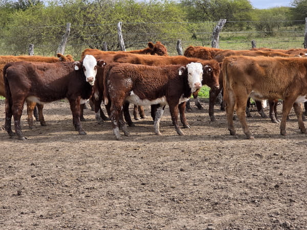 Lote 110 Terneras en Corrientes, Curuzu Cuatia