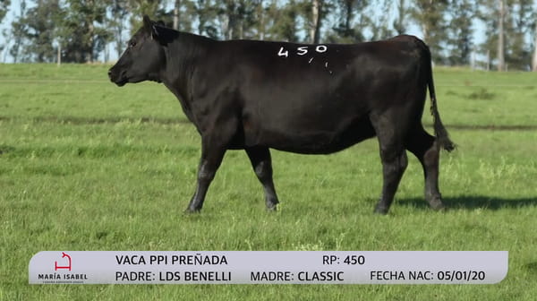 Lote Vacas Preñadas