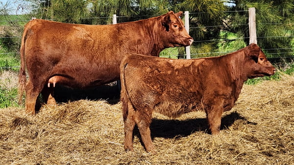 Lote HEMBRAS