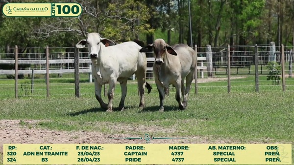 Lote LOTE 100