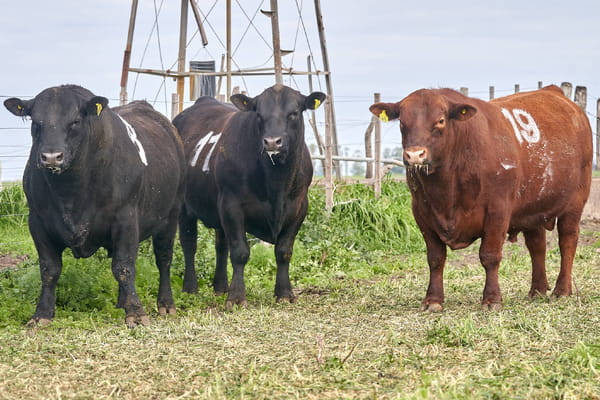 Lote "ME KEN" TOROS P.C