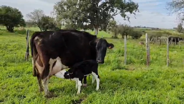Lote Vaca 550kg - , San José