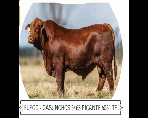 Lote (10 dosis) FUEGO - GASUNCHOS 5463 PICANTE 6061 TE