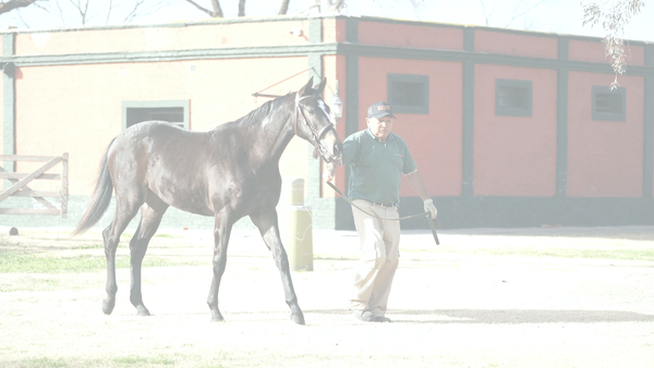 Lote NUDA PROPIEDAD (NICODEMUS -  LAST WAKE)