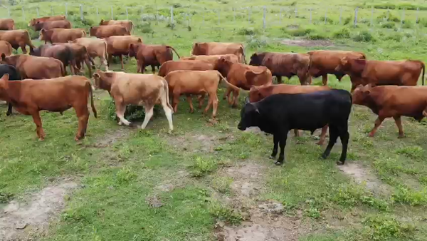 Lote 57 Novillitos Brangus Colorado en Pozo Borrado, Santa Fe