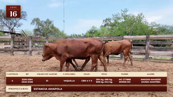 Lote LOTE 16