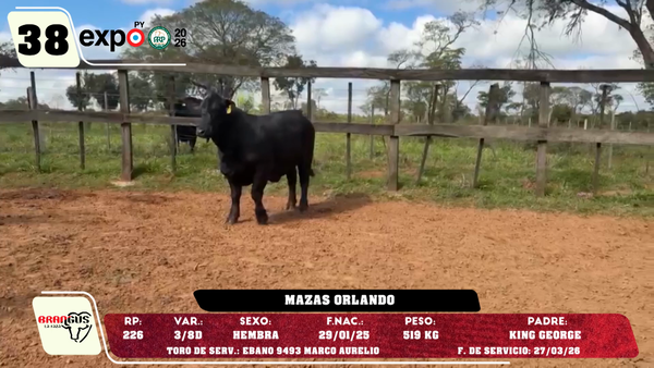 Lote LOTE 38