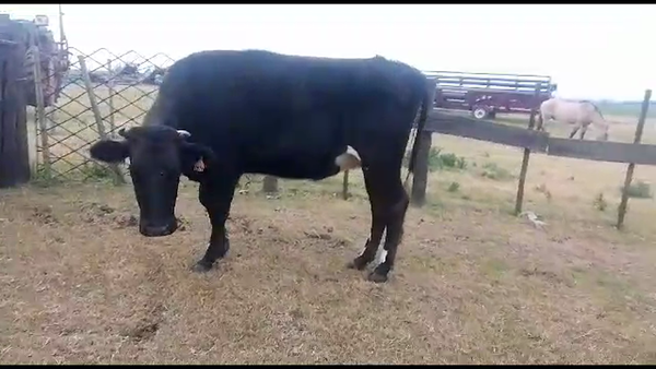 Lote 1 vaquillonas proxima