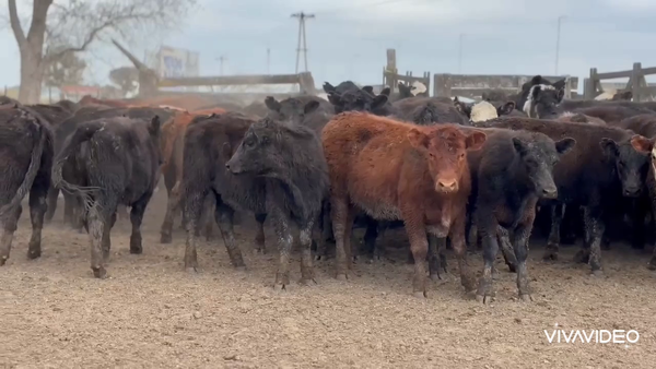 Lote 64 Terneros/as en Tordillo, Buenos Aires